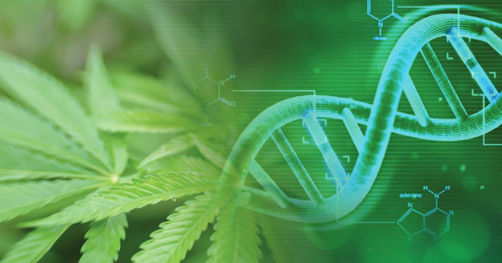 dna cannabis leaf