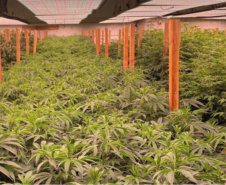 About Us@2x Cannabis plants