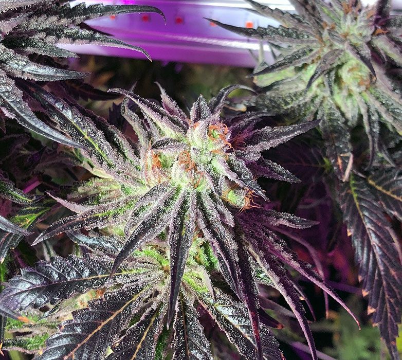 Bubba-Kush-new Bubba-Kush-new