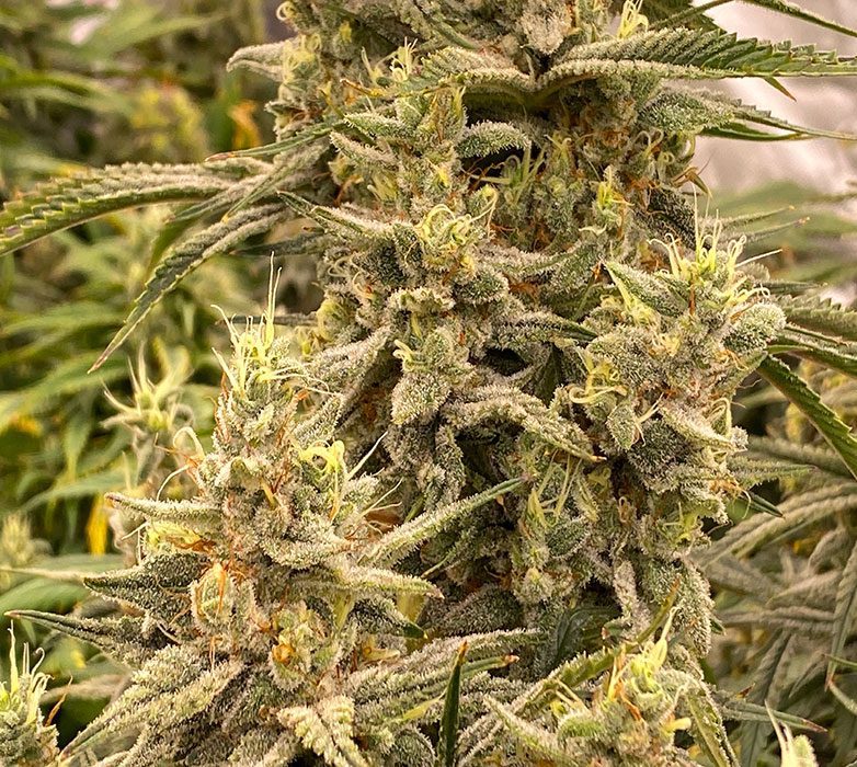 Cherry-Kush_new Cherry-Kush_new