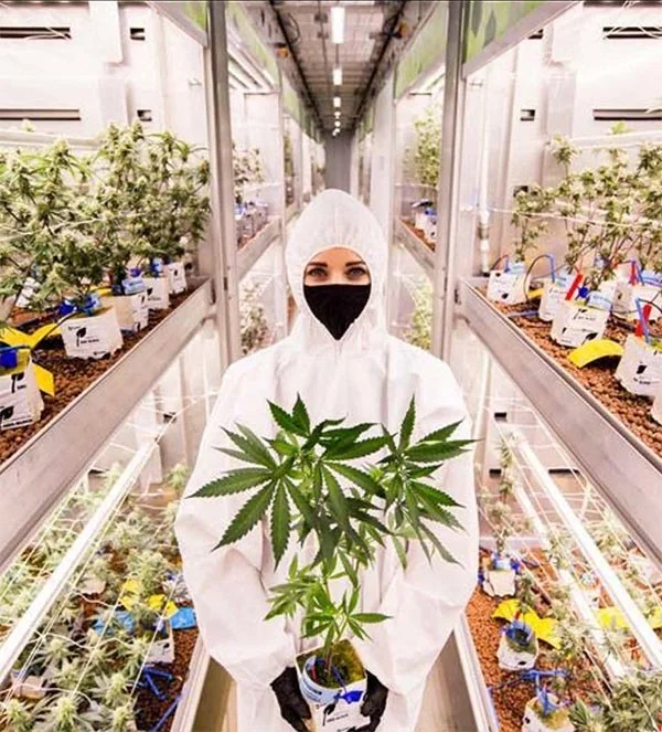 ready-set-grow Consistent Crop Growth