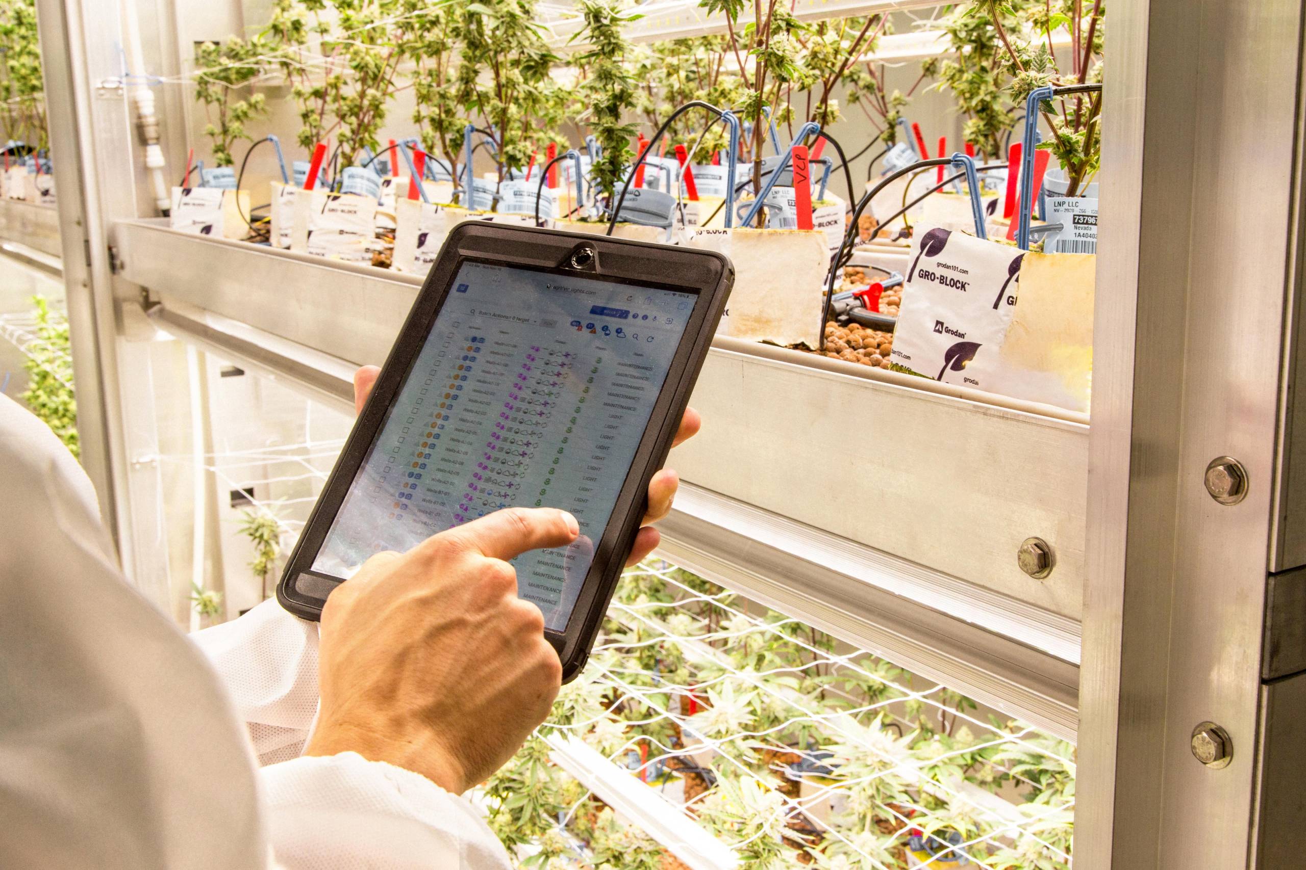 cultivation_banner HOW MICRO-CLIMATE CONTROL BENEFITS CANNABIS PRODUCTION
