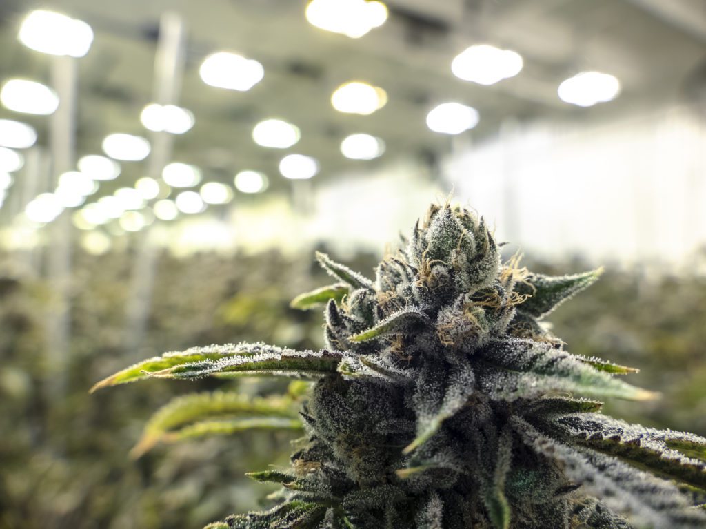 indoor cannabis plant cultivation