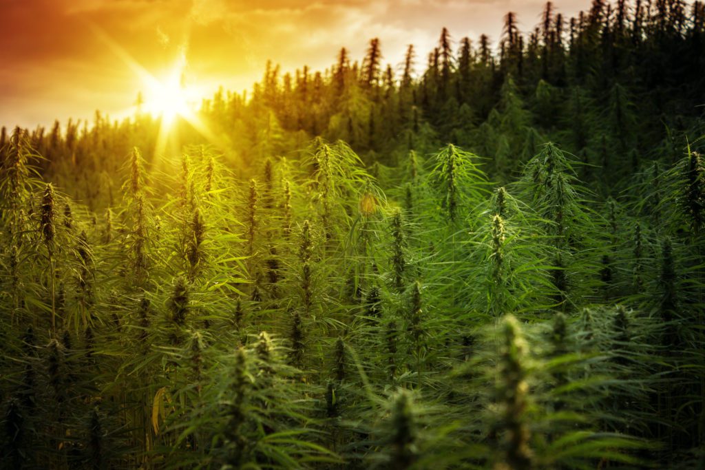 cannabis outdoor growing