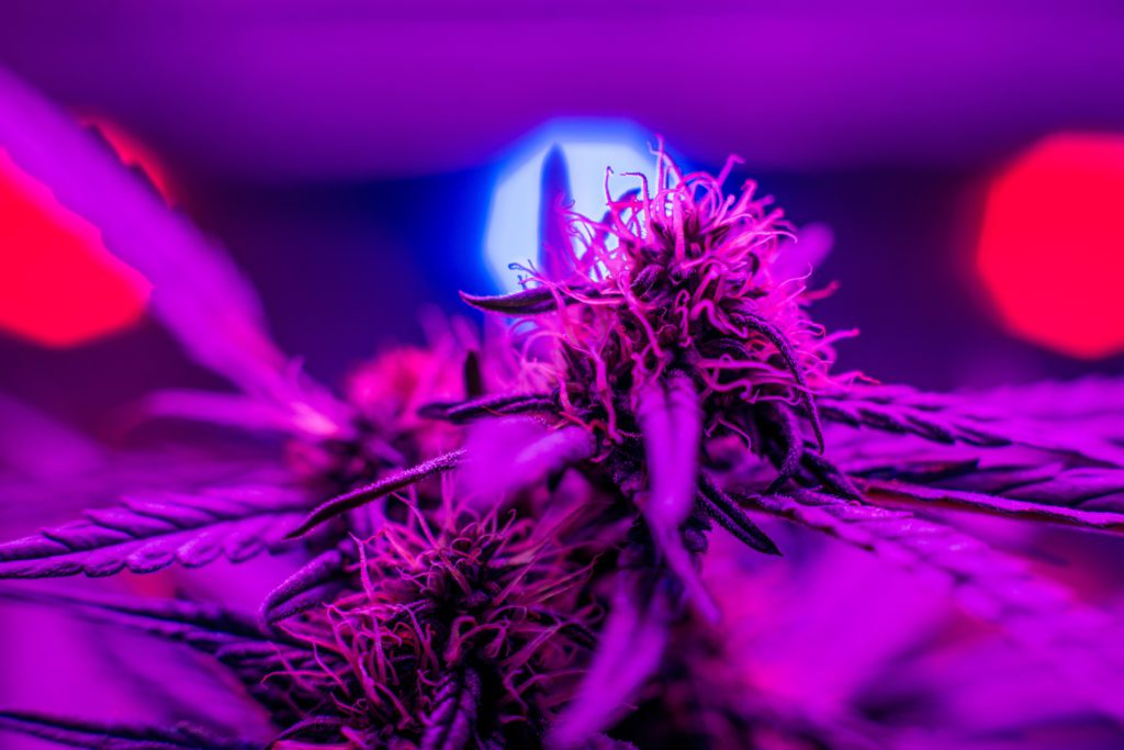 led lighting certification for commercial grow rooms