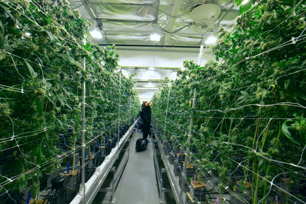 cannabis cultivation facility, worker reaching