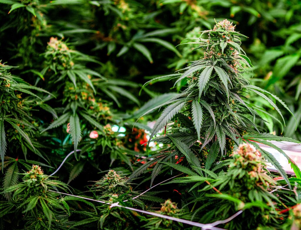 Ideal Temperature for Cannabis