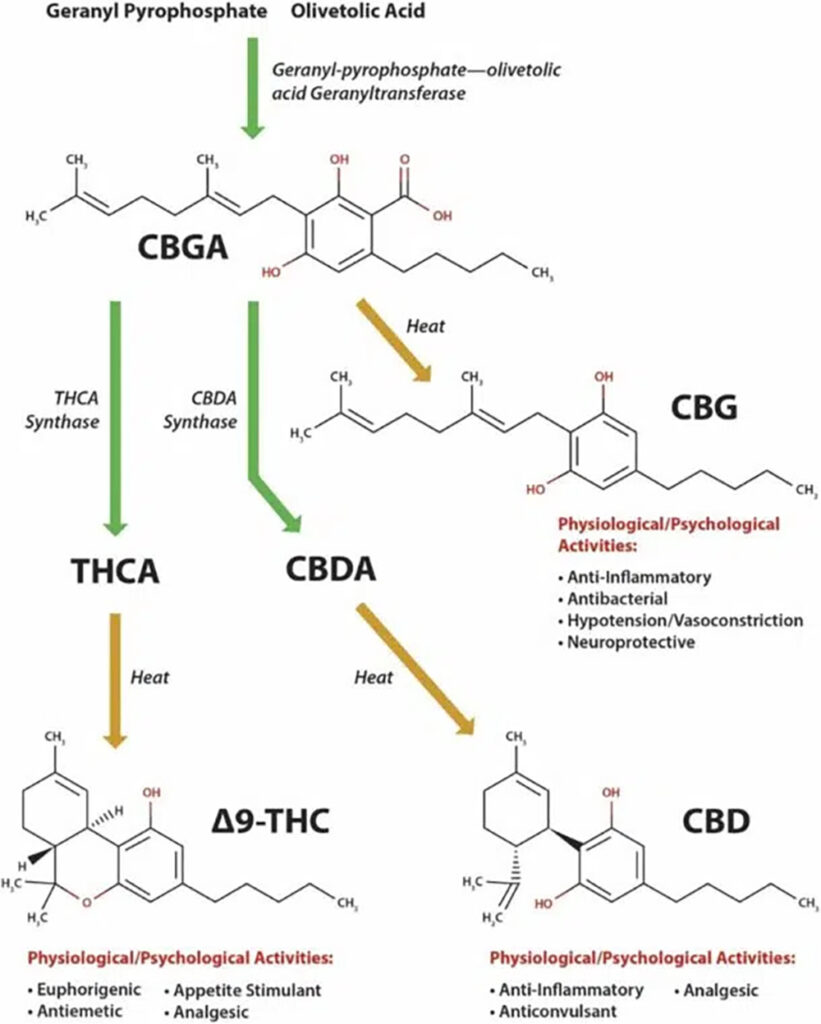 CBG everything you need to know background