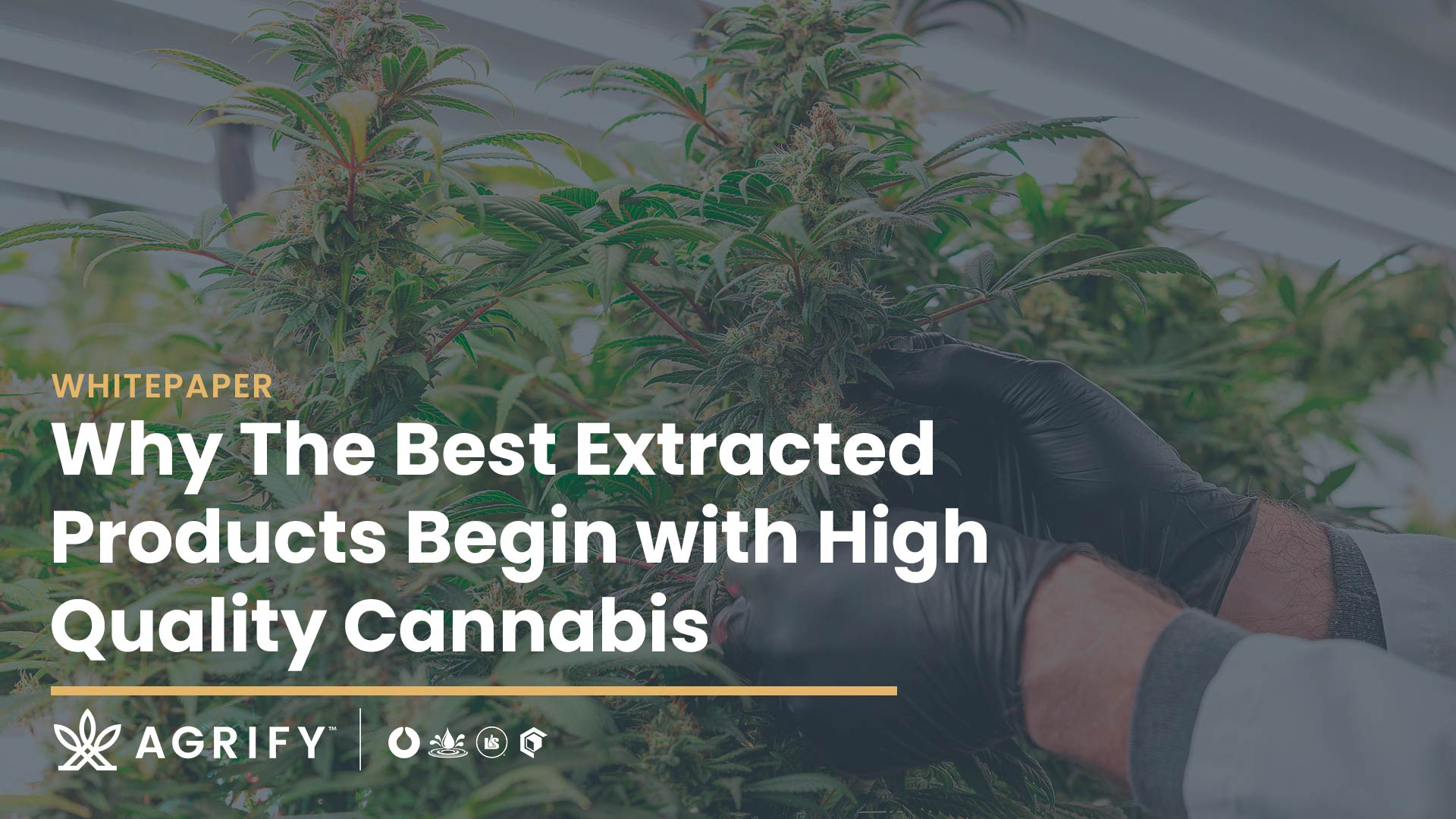 high-quality-extracts high-quality-extracts