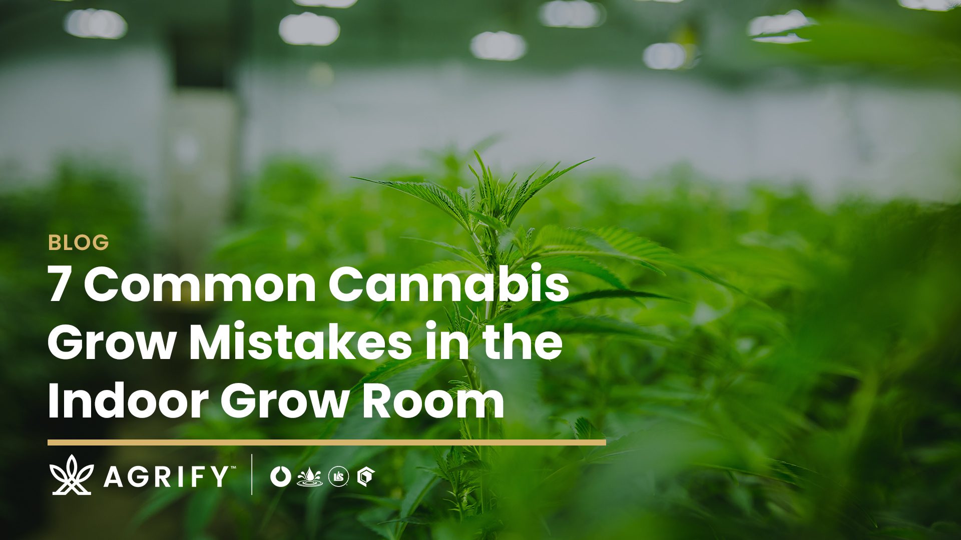 7 Common Cannabis Grow Mistakes Header