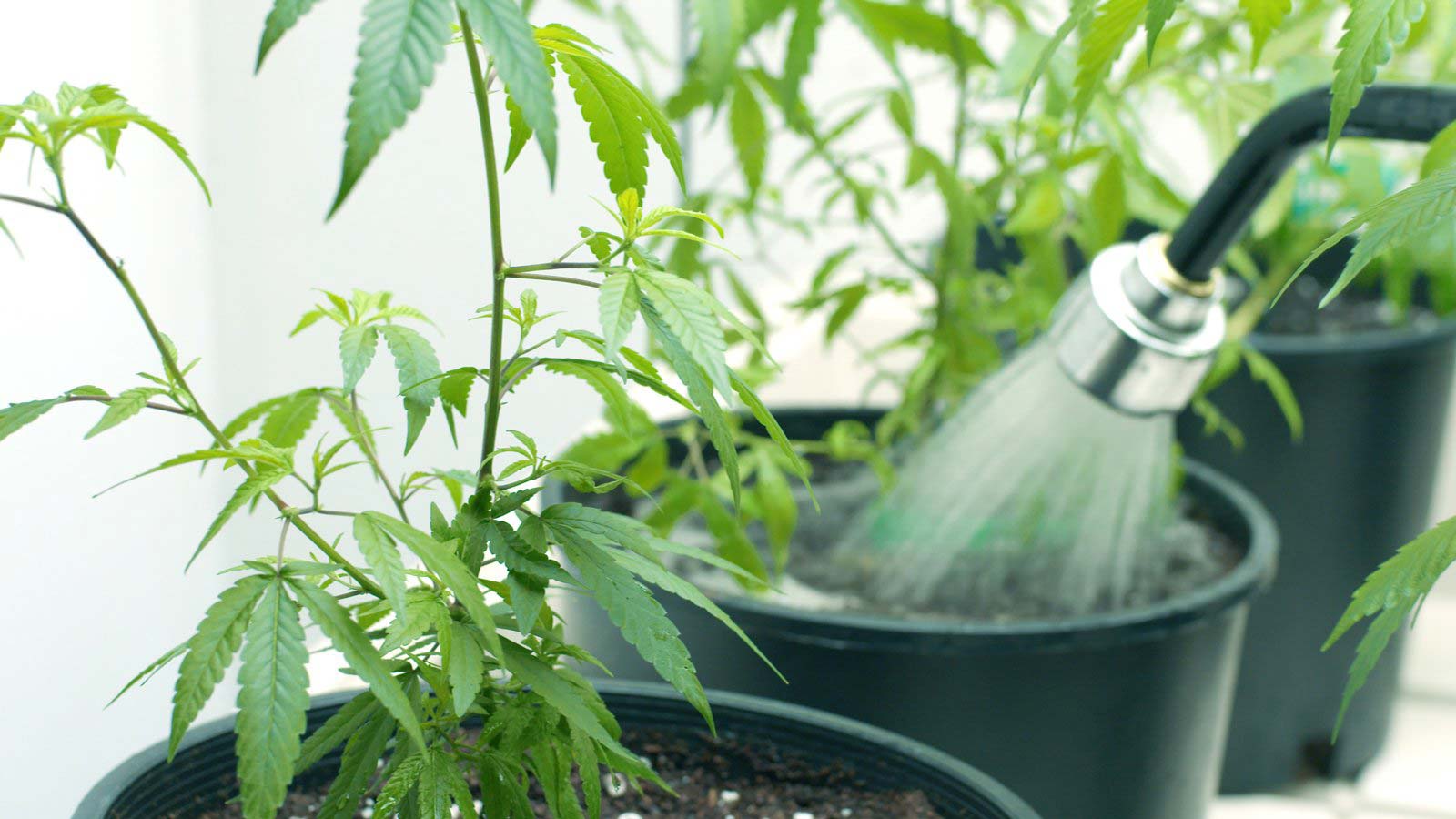 Cannabis Overwatering