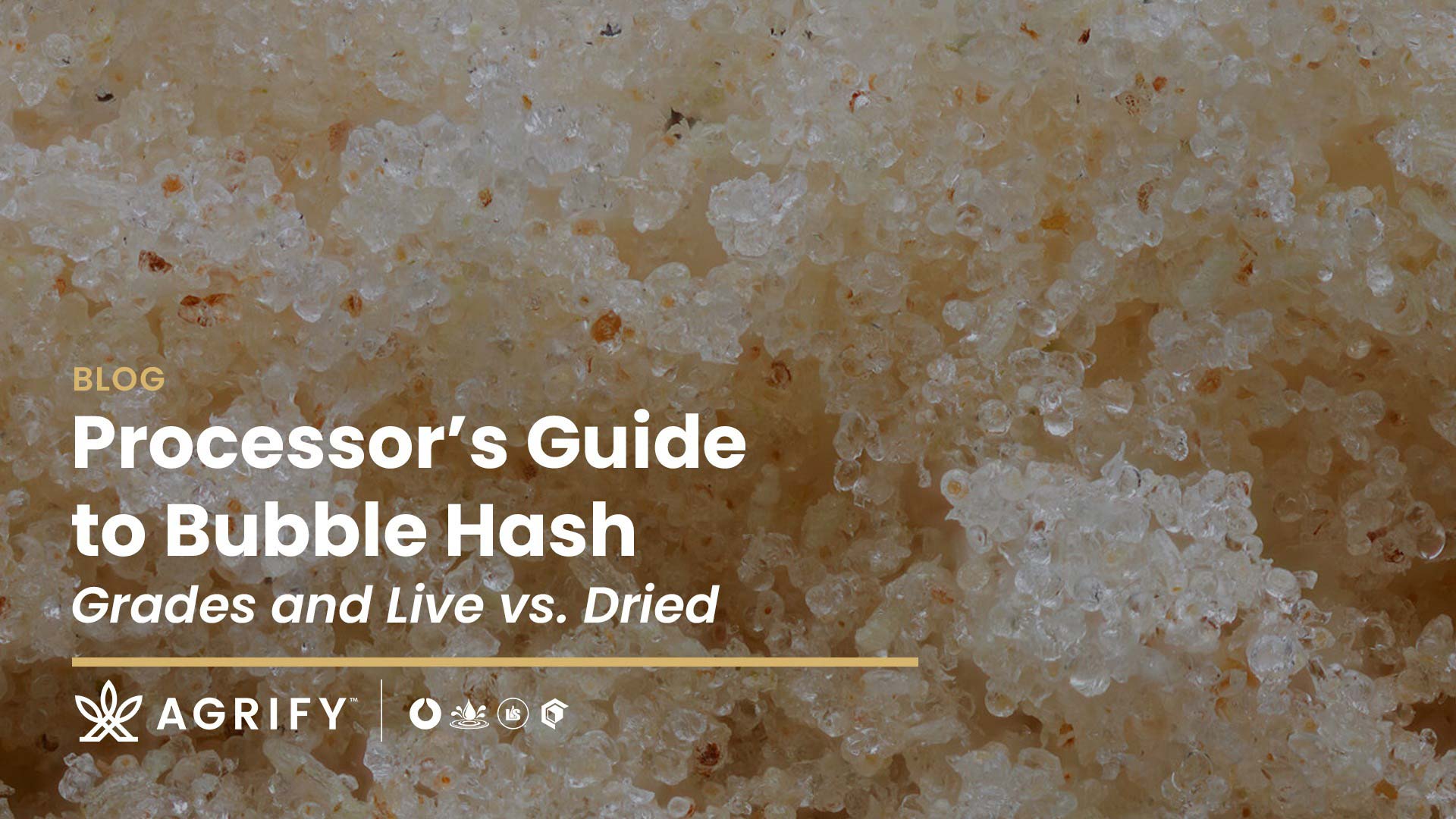 Guide To Bubble Hash