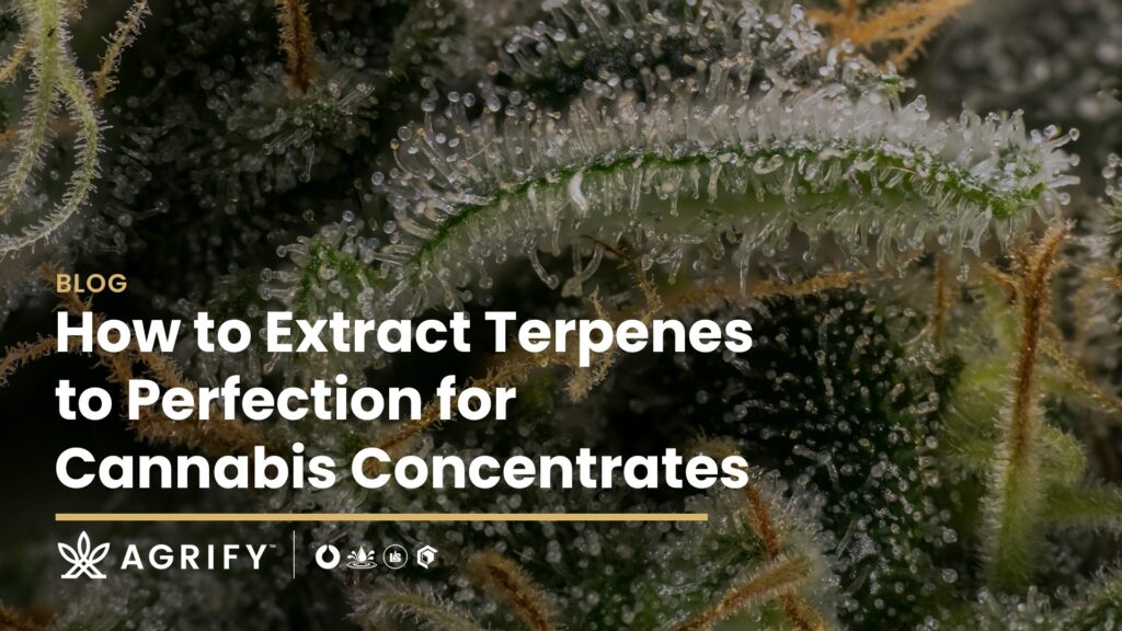 How to Extract Terpenes