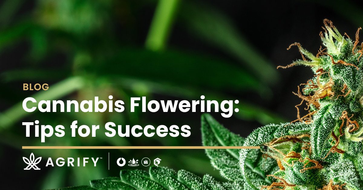 5 Cannabis Flowering Tips