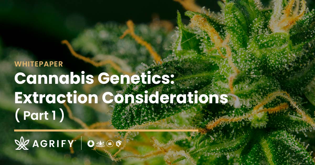 cannabis-genetics-extraction-considerations cannabis-genetics-extraction-considerations
