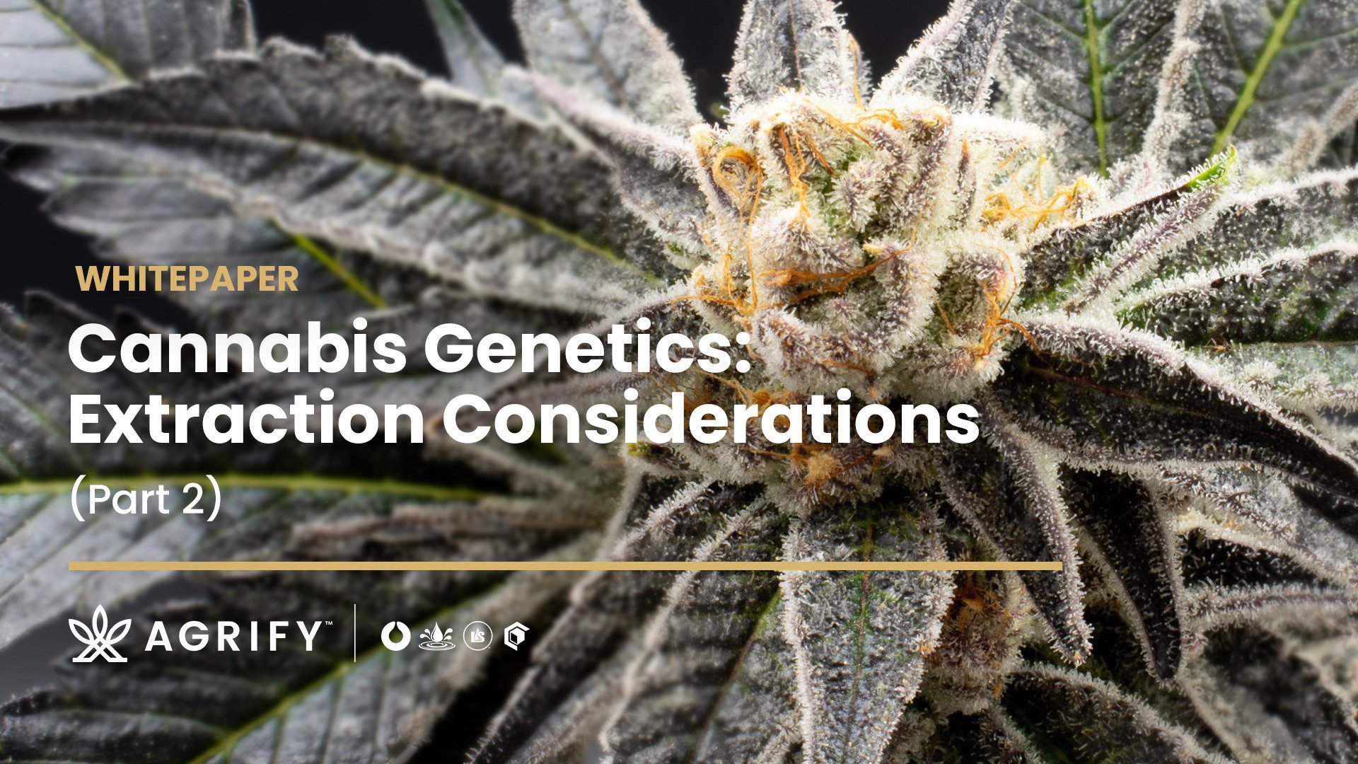 Cannabis Genetics Extraction Considerations Cannabis Genetics Extraction Considerations