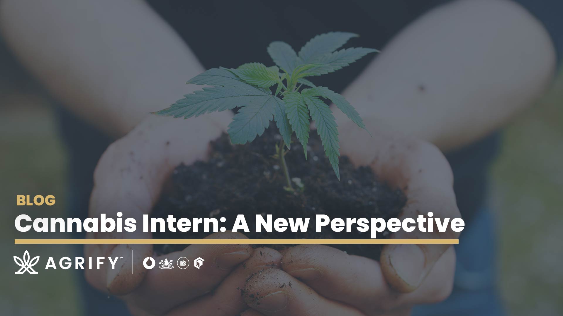 New to Cannabis? What You Should Know